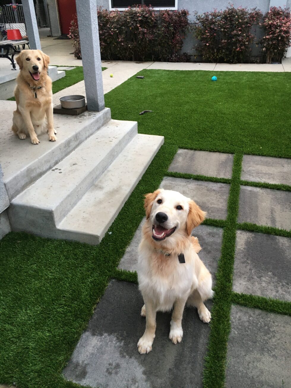 pet-turf-systems-explained-creating-a-safe-and-pet-friendly-outdoor